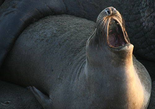 Elephant seals resting on the beach at the Piedras Blancas colony south of Lucia Lodge
